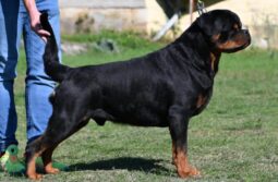 Rottweiler Males Adults Serbia full