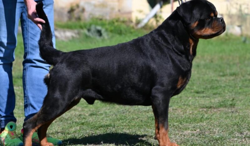 Rottweiler Males Adults Serbia full