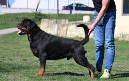 Rottweiler Males Adults Serbia