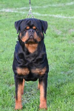 Rottweiler Males Adults Serbia full