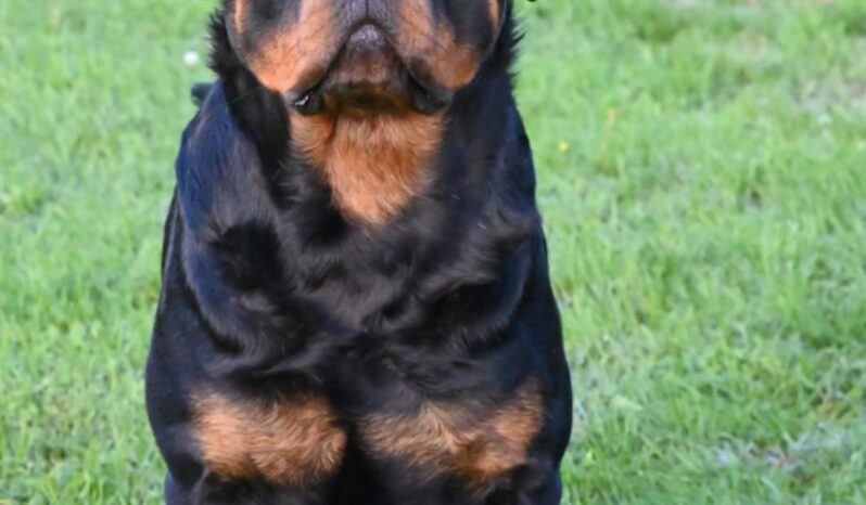 Rottweiler Males Adults Serbia full