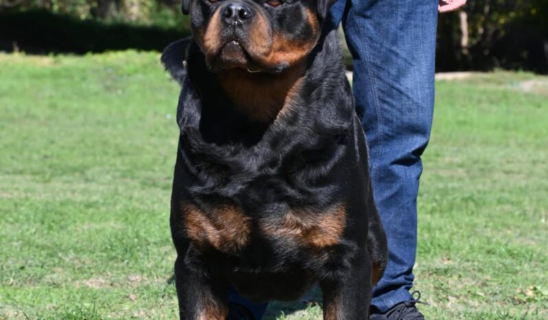 Rottweiler Males Adults Serbia full