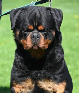 Rottweiler Males Adults Serbia full