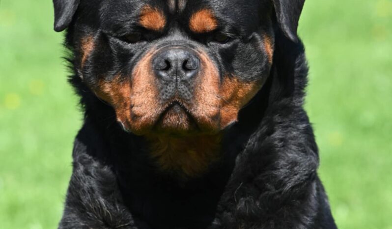 Rottweiler Males Adults Serbia full