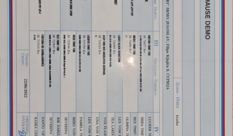 Rottweiler Males Adults Serbia full