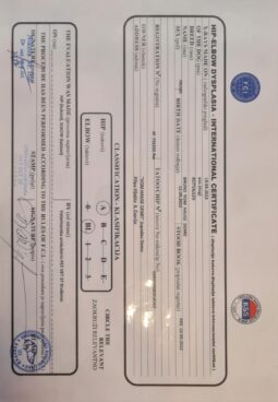 Rottweiler Males Adults Serbia full