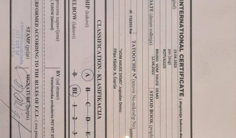 Rottweiler Males Adults Serbia full