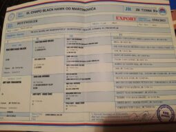 Rottweiler Males Adults Montenegro full