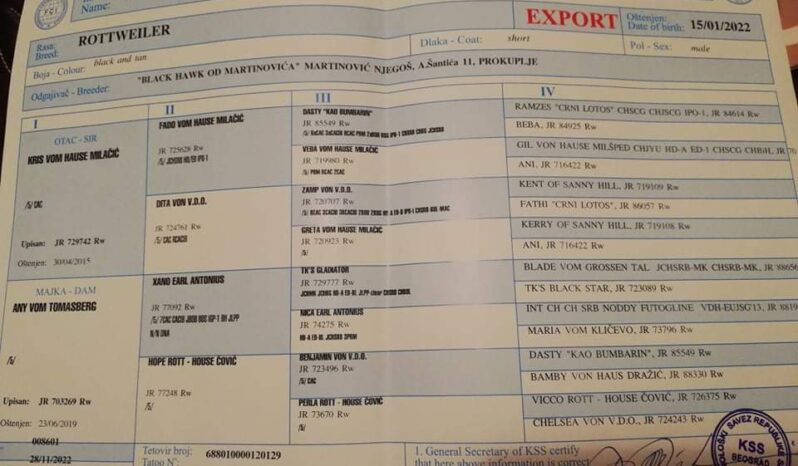 Rottweiler Males Adults Montenegro full