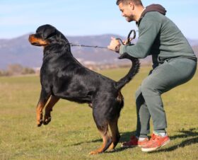 Rottweiler Males Adults Montenegro