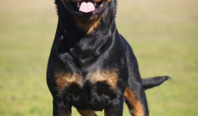 Rottweiler Males Adults Montenegro full