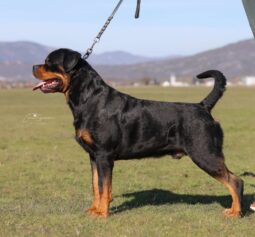 Rottweiler Males Adults Montenegro full