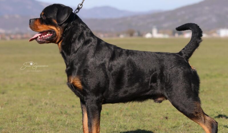 Rottweiler Males Adults Montenegro full