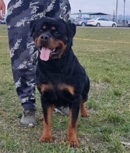 Rottweiler Females Adults Serbia full