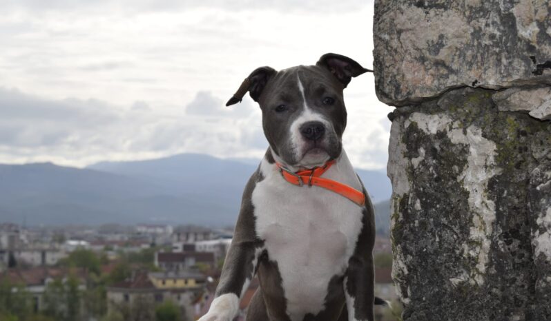 American Stafford Terrier Females Puppies Montenegro full