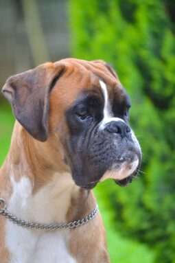 Boxer Males Adults Montenegro full