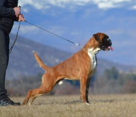 Boxer Males Adults Montenegro