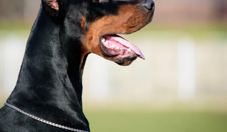 Doberman Males Adults Montenegro full