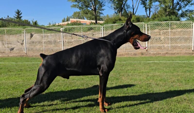 Doberman Males Adults Montenegro full