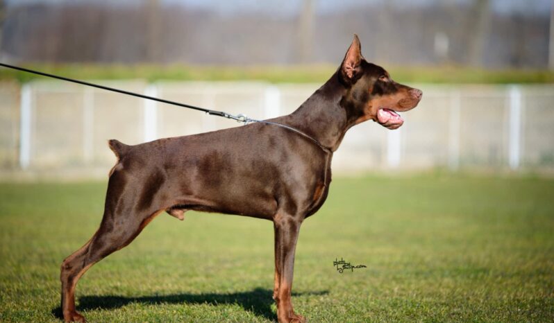 Doberman Males Adults Montenegro full