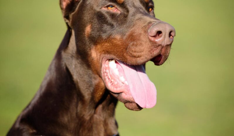Doberman Males Adults Montenegro full