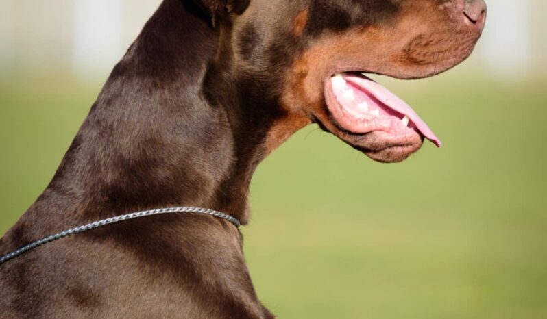 Doberman Males Adults Montenegro full