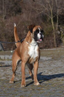 Boxer Females Adults Montenegro full