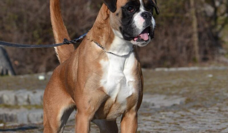 Boxer Females Adults Montenegro full