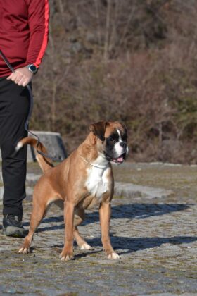 Boxer Females Adults Montenegro