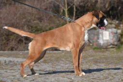 Boxer Females Adults Montenegro full