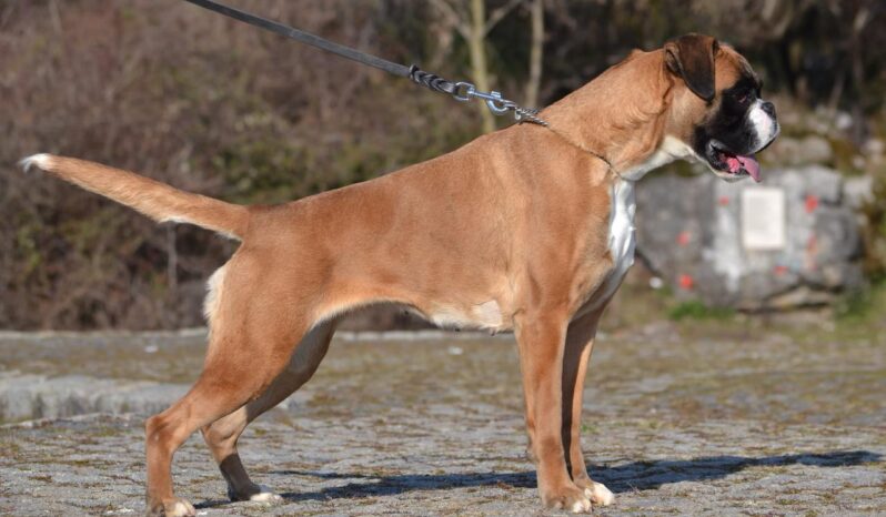 Boxer Females Adults Montenegro full
