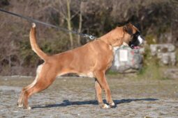 Boxer Females Adults Montenegro full