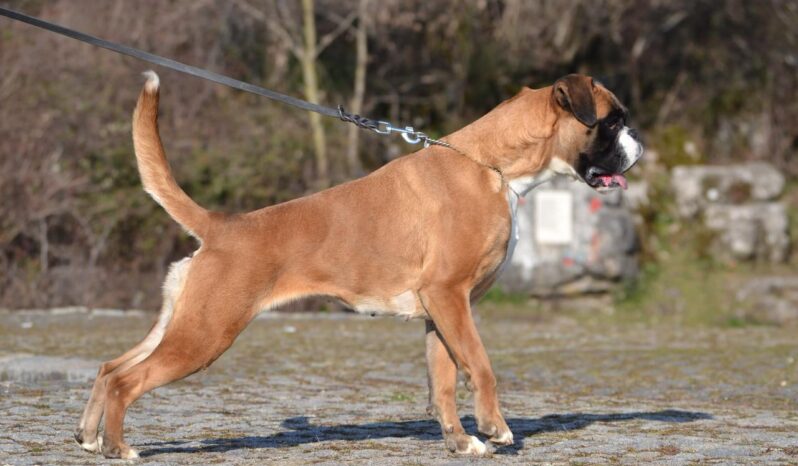 Boxer Females Adults Montenegro full