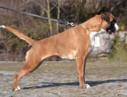 Boxer Females Adults Montenegro full