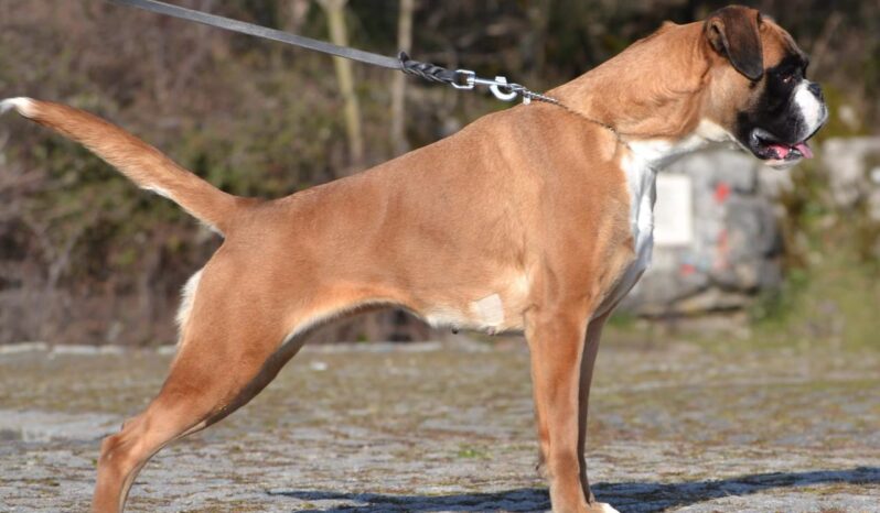 Boxer Females Adults Montenegro full