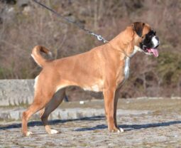 Boxer Females Adults Montenegro full