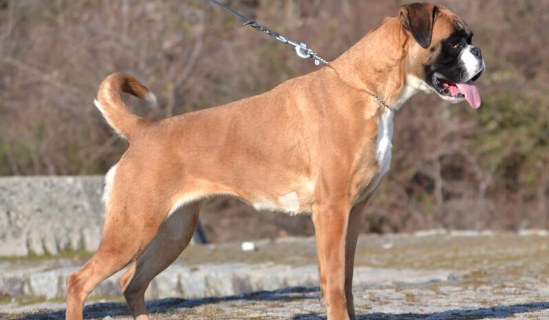 Boxer Females Adults Montenegro full