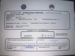 Boxer Females Adults Montenegro full