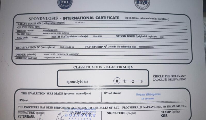 Boxer Females Adults Montenegro full