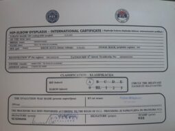 Boxer Females Adults Montenegro full