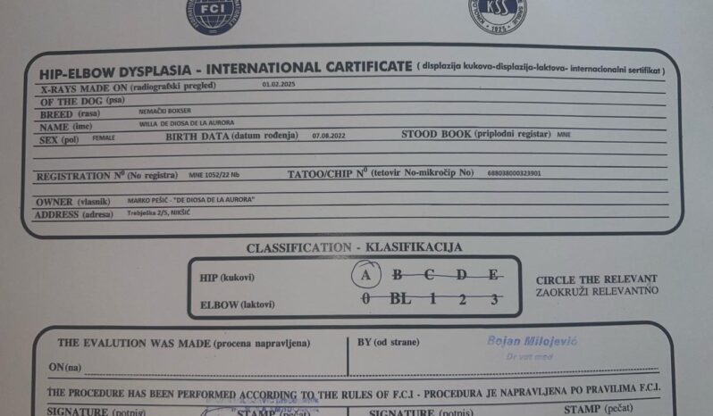 Boxer Females Adults Montenegro full