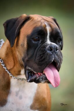 Boxer Females Females In The Heat Montenegro full