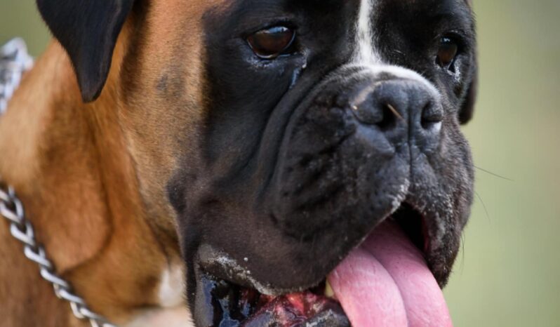 Boxer Females Females In The Heat Montenegro full