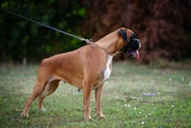 Boxer Females Females In The Heat Montenegro