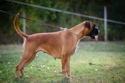 Boxer Females Females In The Heat Montenegro full