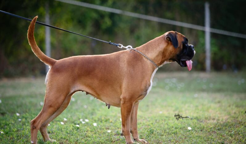 Boxer Females Females In The Heat Montenegro full