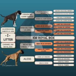 Boxer Females Females In The Heat Montenegro full