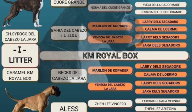 Boxer Females Females In The Heat Montenegro full