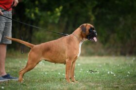 Boxer Females Pregnant Females Serbia