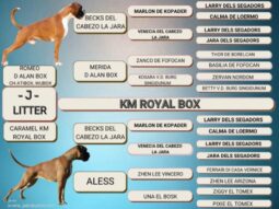 Boxer Females Pregnant Females Serbia full